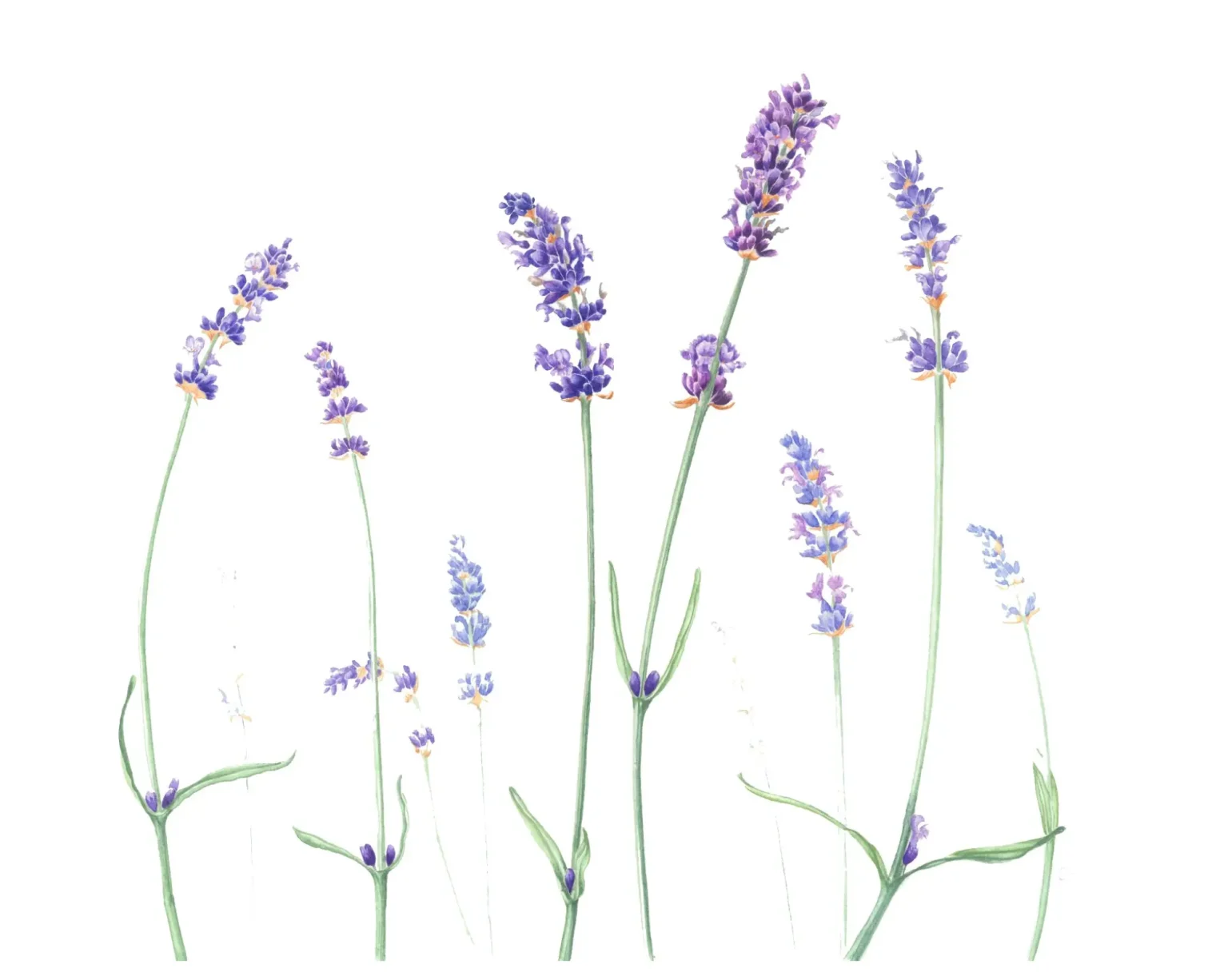 Lavandula augustifolia