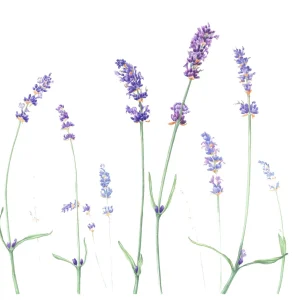 watercolour painting of lavender