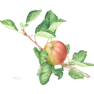 watercolour painting of malus apple branch