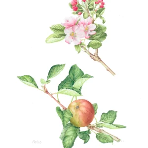 watercolour painting of Malus blossom and apple