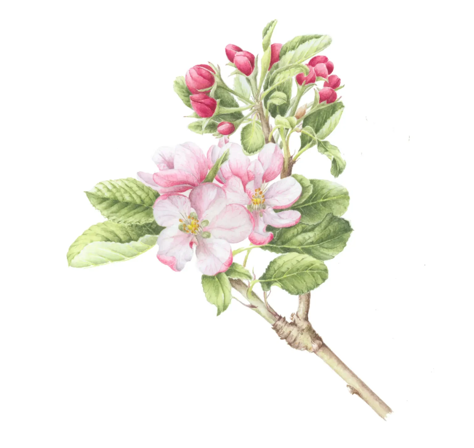 Malus- apple blossom