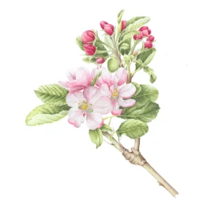 watercolour painting of apple blossom