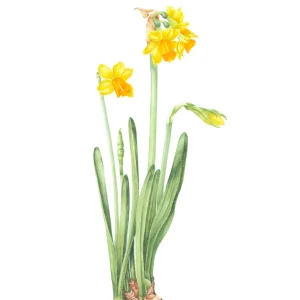 watercolour painting of yellow narcissus