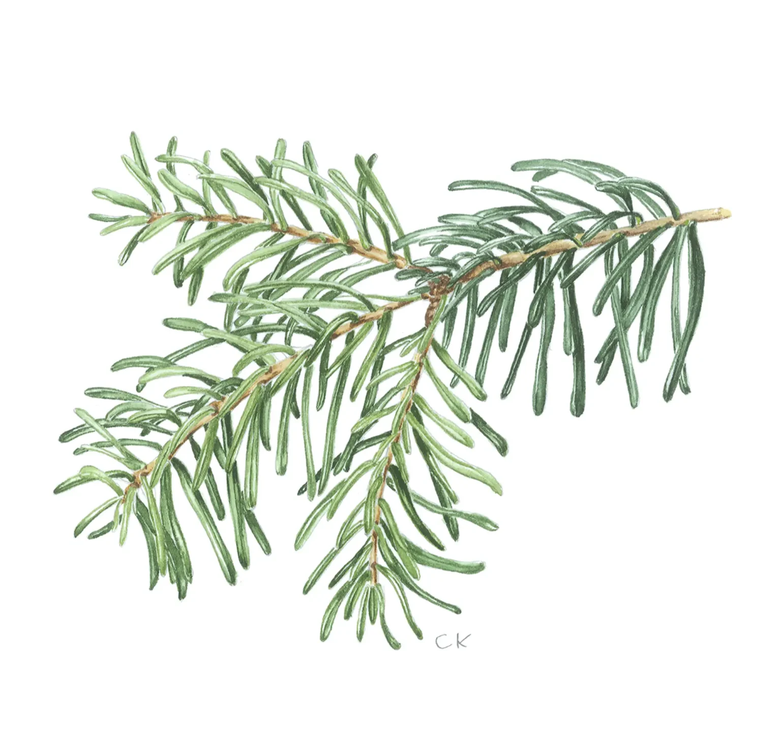 Abies nordmanniana