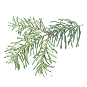 watercolour painting of Nordmann fir