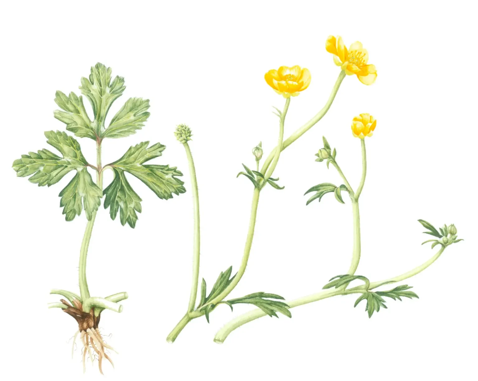 Ranunculus repens