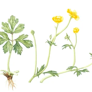 watercolour painting of ranunculus repens
