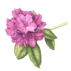 purple cluster of flowers with leaves