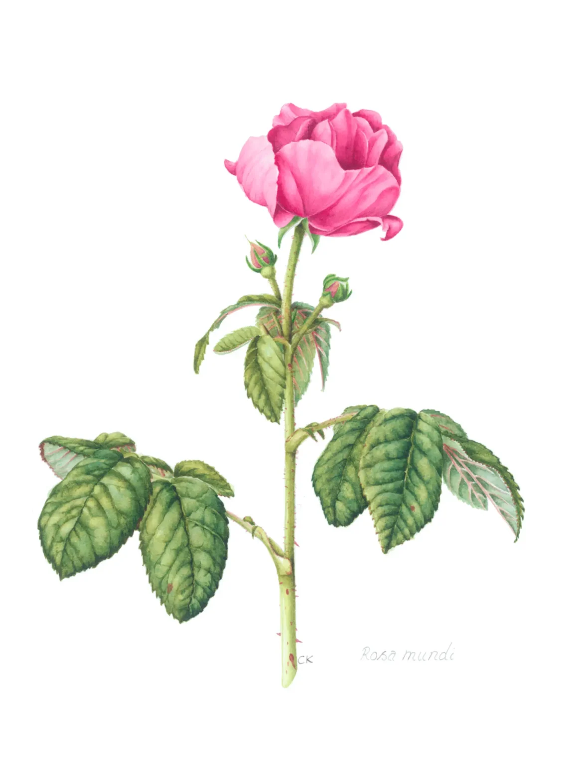 Rosa mundi