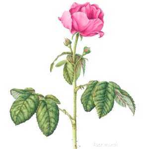 watercolour painting of pink Rosa mundi
