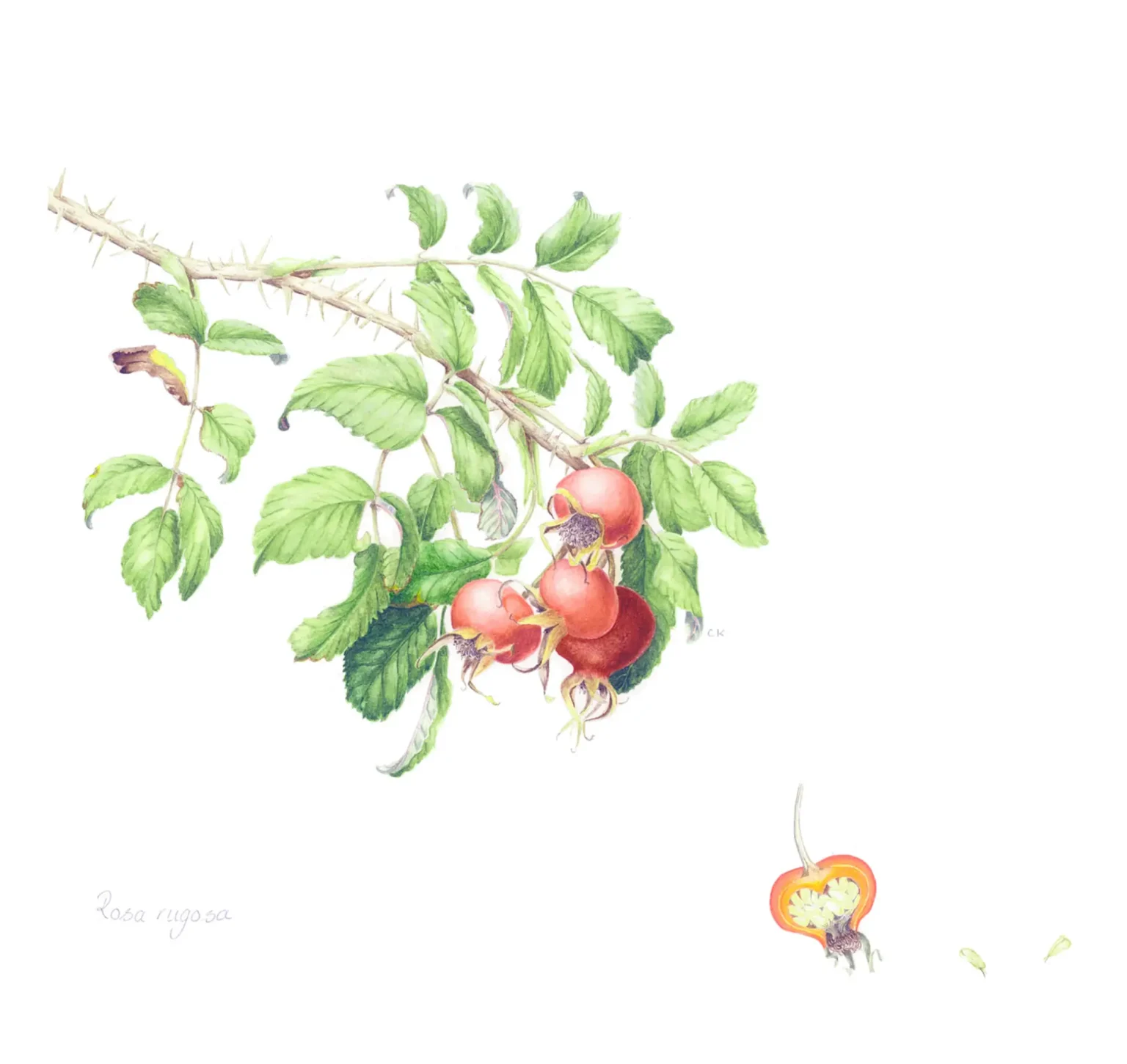 Rosa rugosa hips