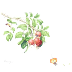 red rose hips and leaves