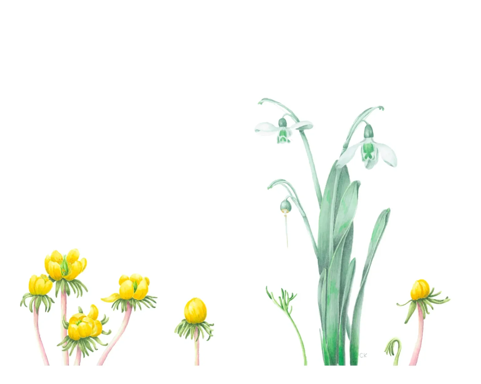 Galanthus and aconites