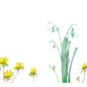 watercolour painting of snowdrops and Aconites
