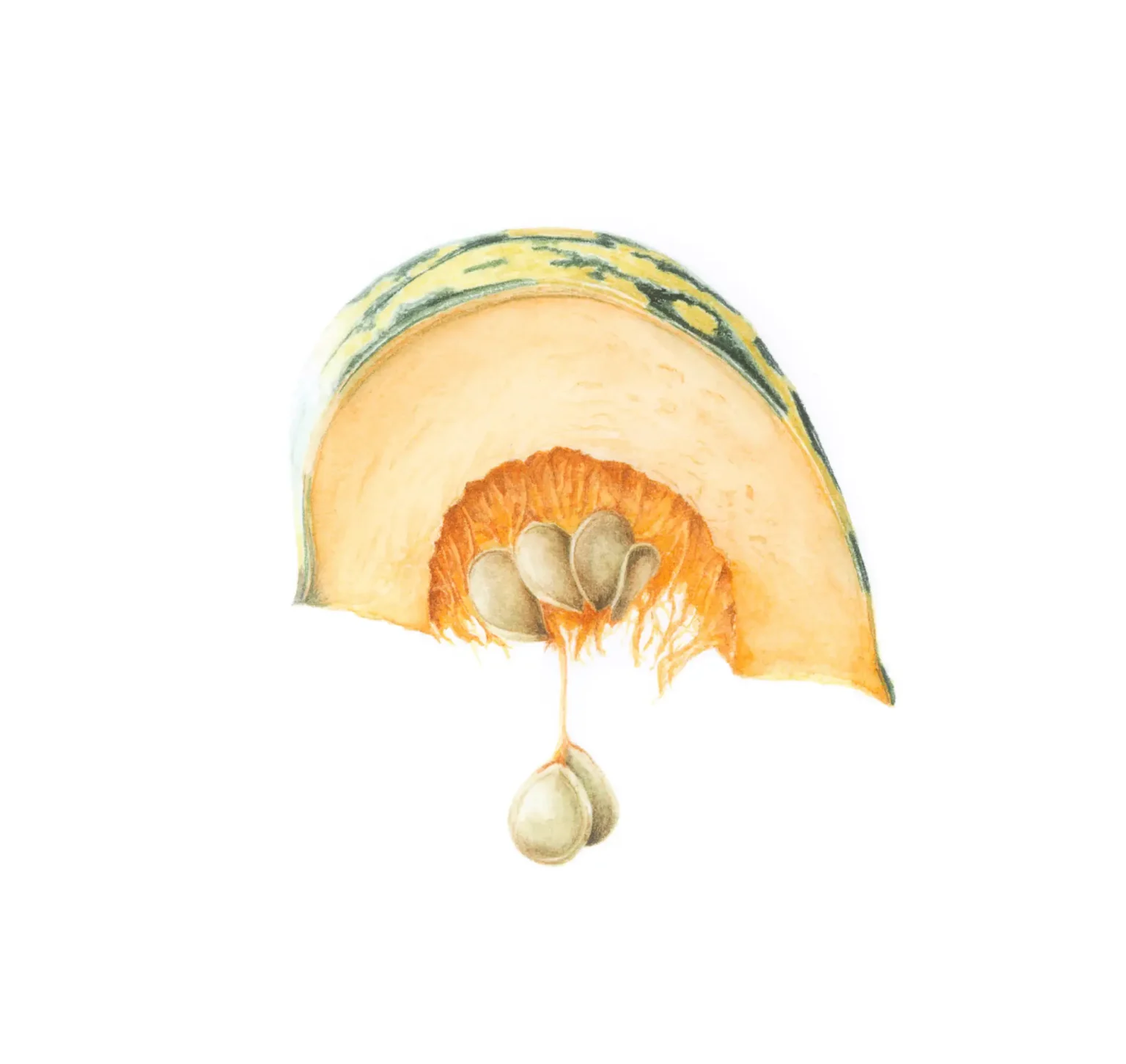 Squash segment