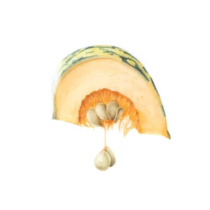 Squash segment