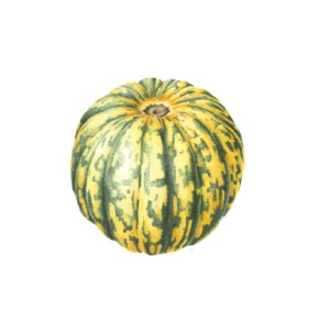 green and yellow squash