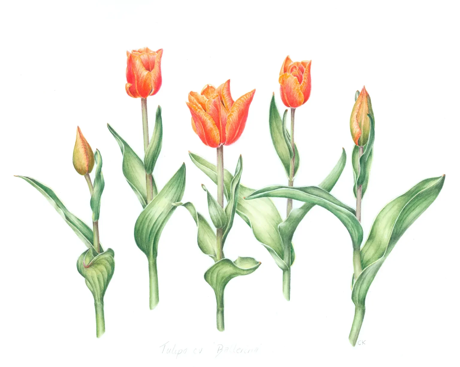 Tulipa cv Ballerina