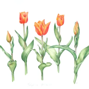 watercolour painting of Tulipa ballerina