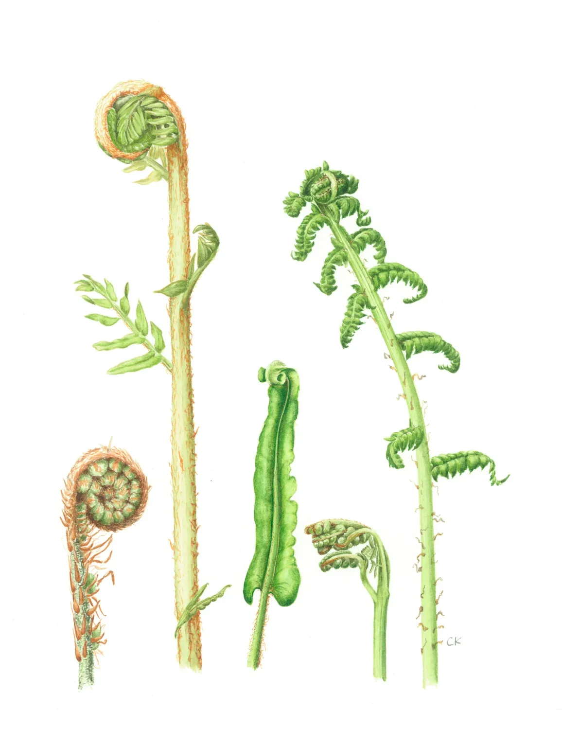 Unfurling Ferns