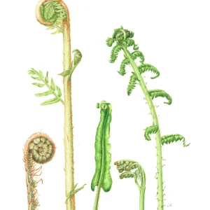 watercolour painting of ferns
