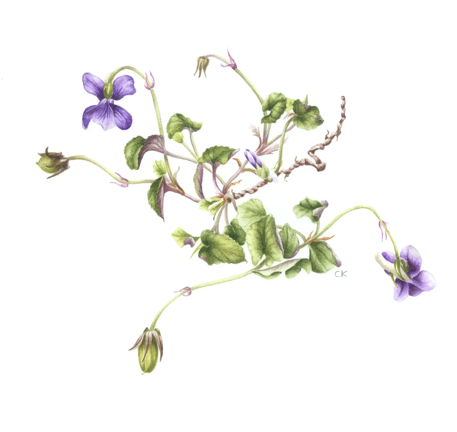 Viola riviniana - dog violet