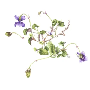 Viola riviniana - dog violet