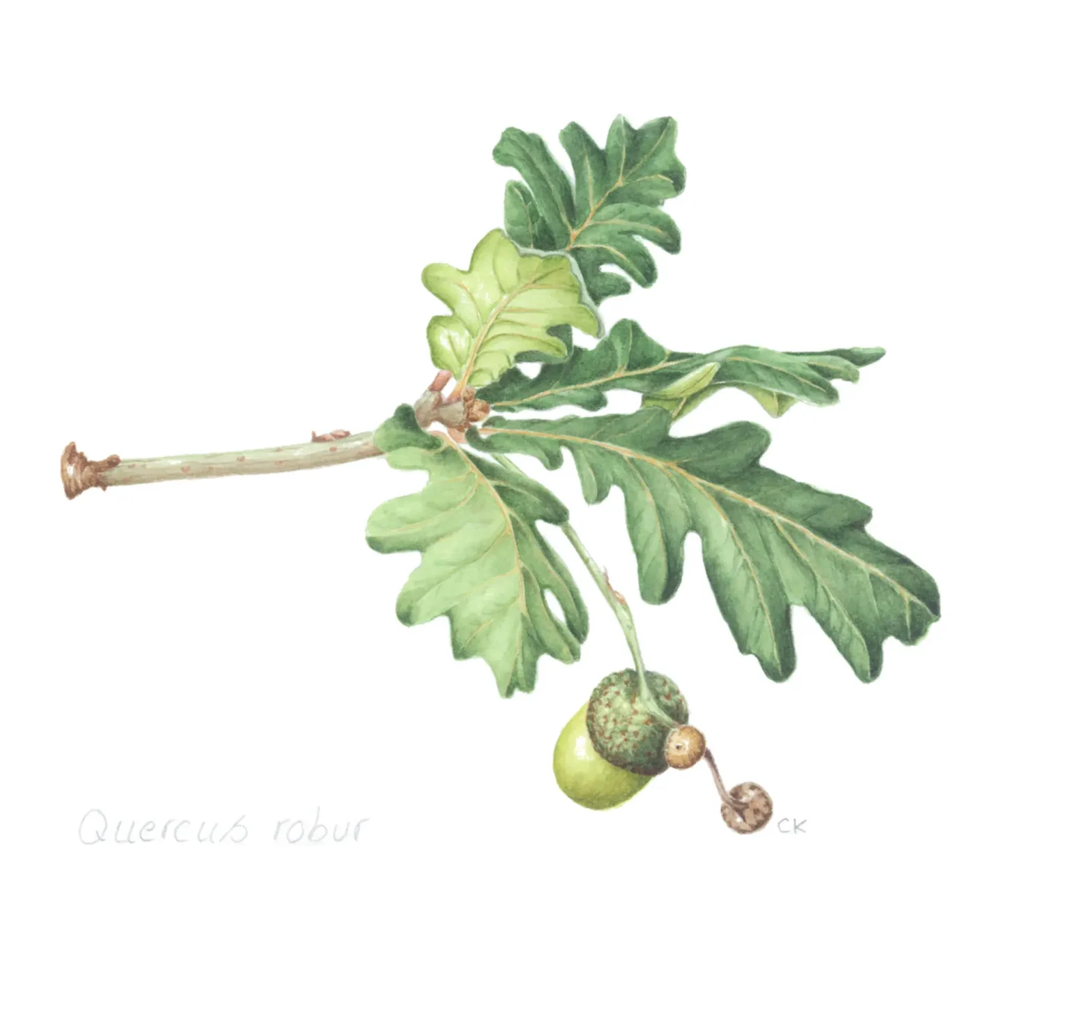 Quercus robur acorn