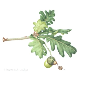 acorn on stalk with green leaves
