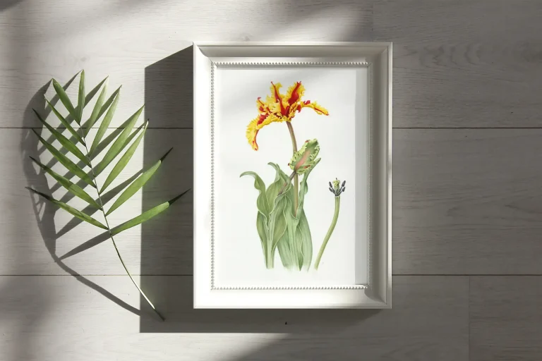 Framed watercolour painting of a tulip by Carey Kaack