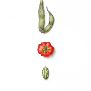 watercolour painting of bean tomaot and cucumelon
