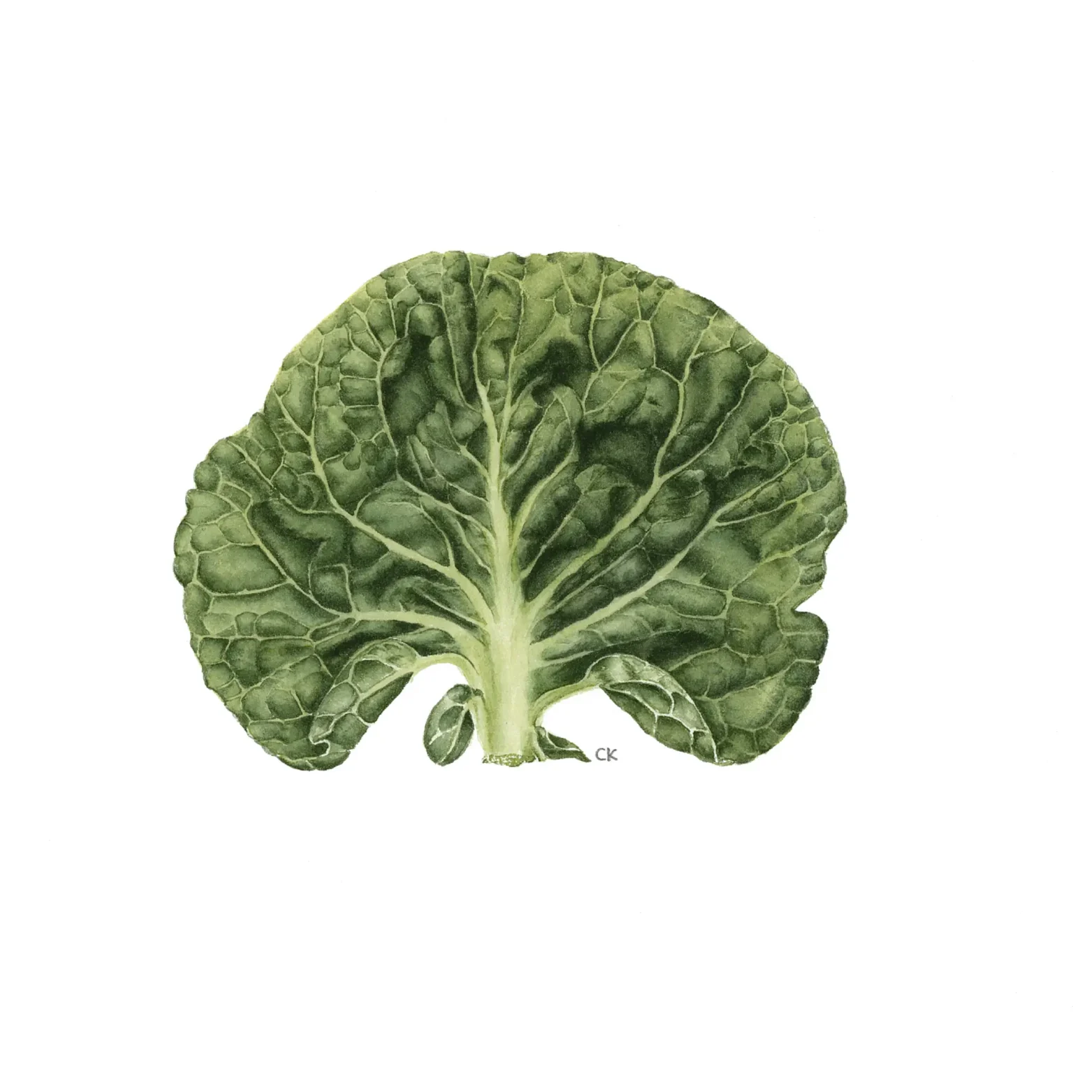 Brussel Sprout top leaf