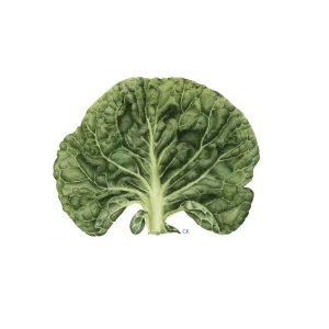 watercolour print of brussel sprout top