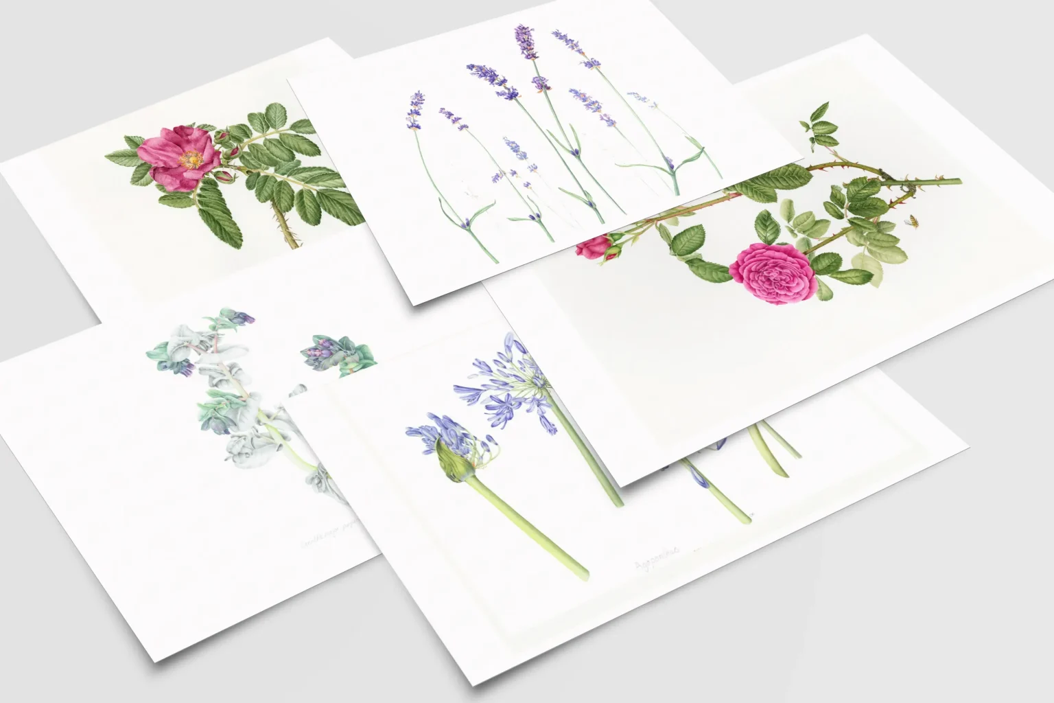 Set of 5 Cards - Summer Collection
