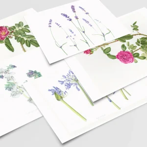 Set of 5 Cards - Summer Collection