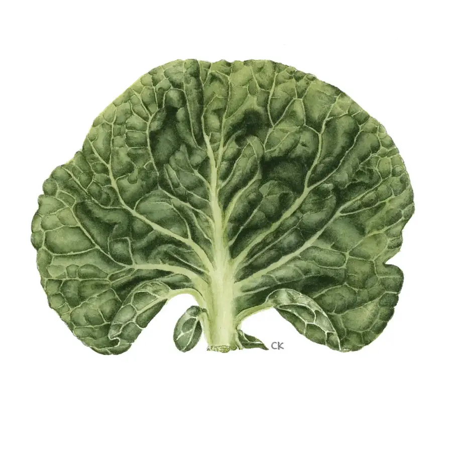 watercolour print of brussel sprout top