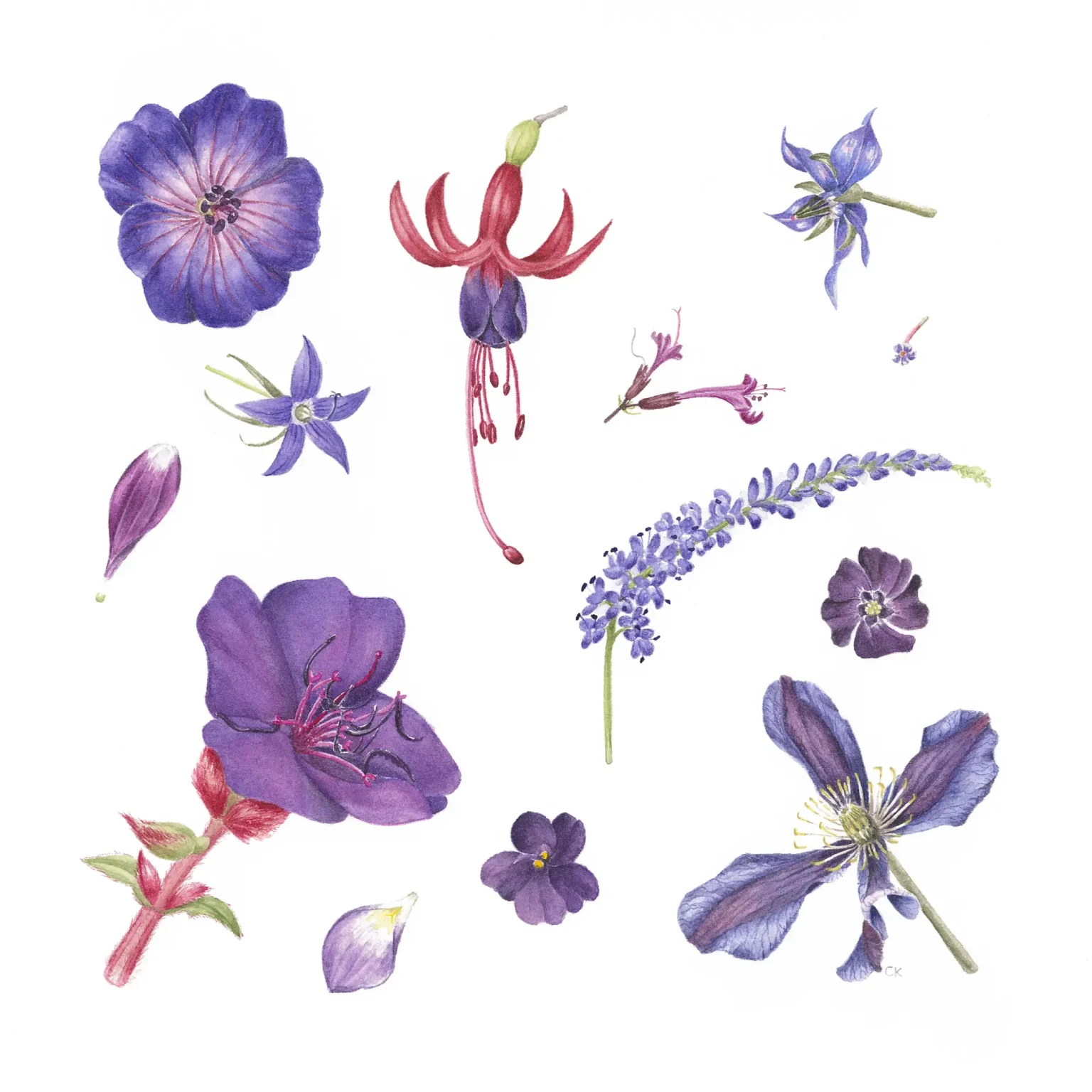 Blue Flower Study