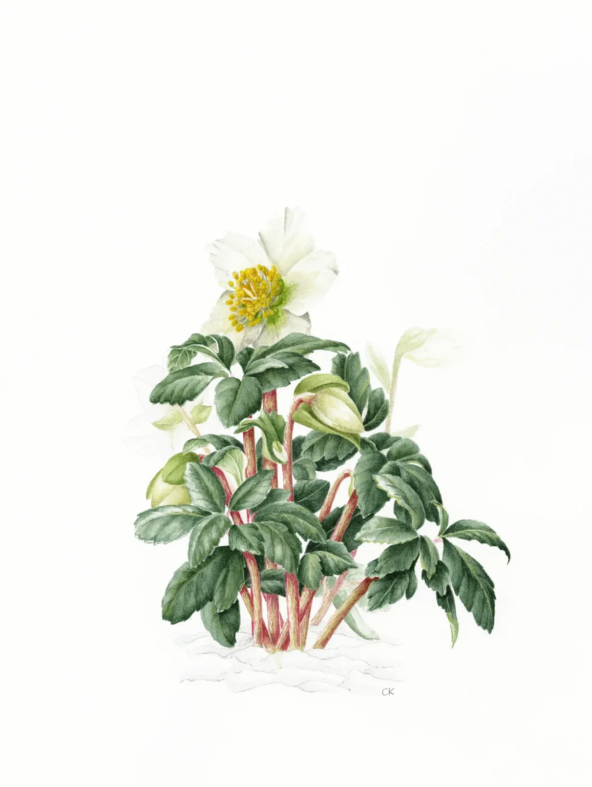 Helleborus niger Christmas rose