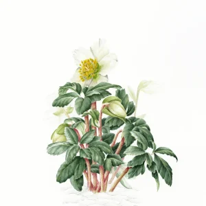 watercolour print of Helleborus niger