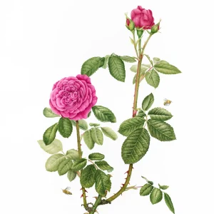 print from original water colour painting of Rosa Gertrude Jekyll