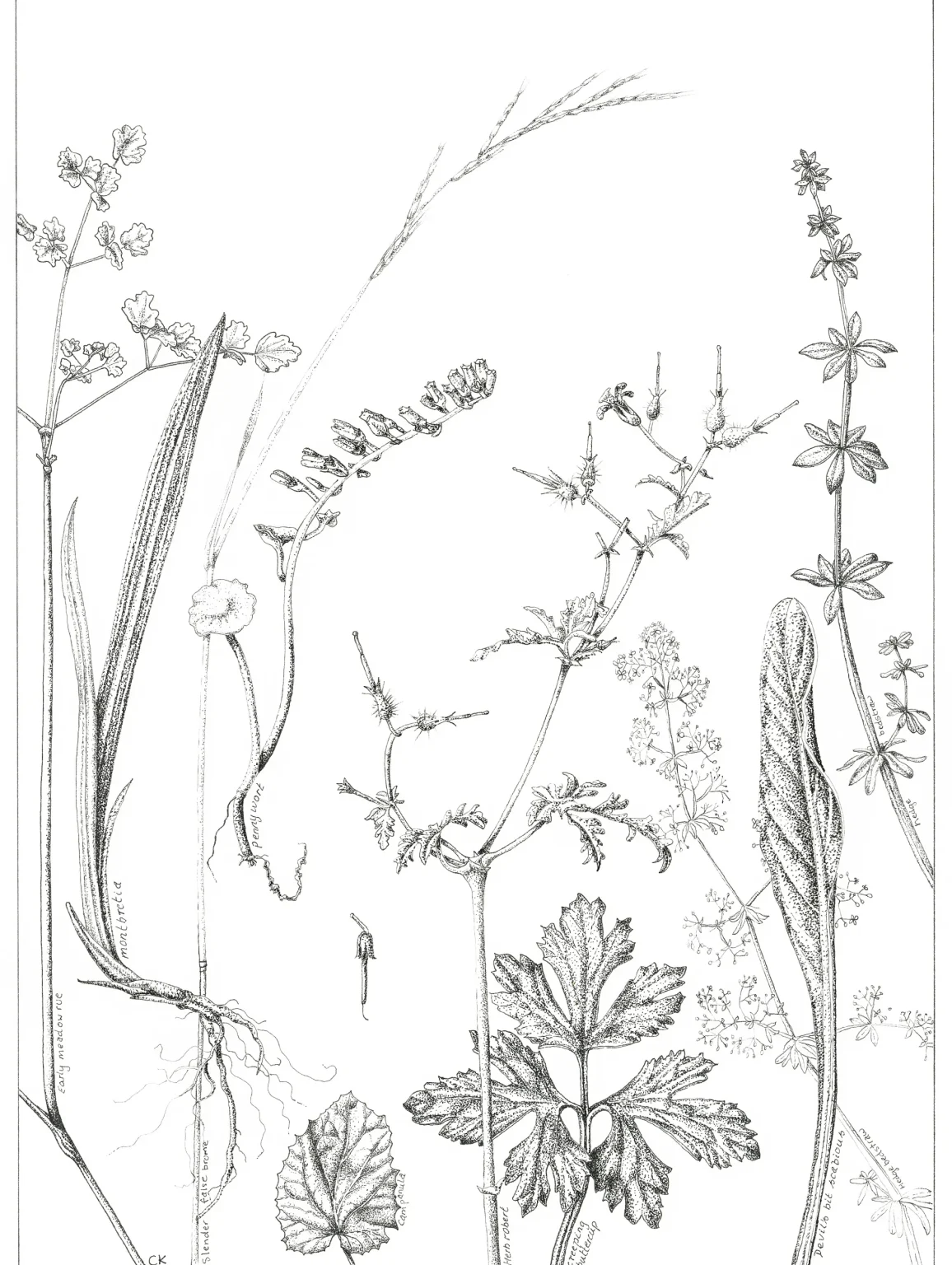 Stream side habitat