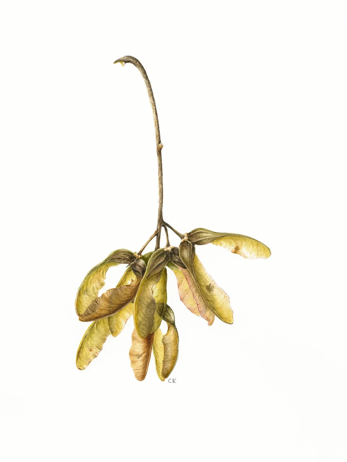 Acer pseudoplatanus