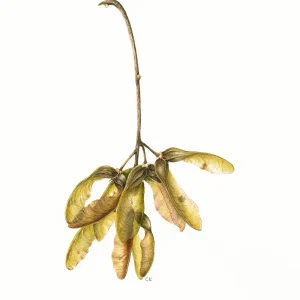 watercolour painting of acer pseudoplatanus