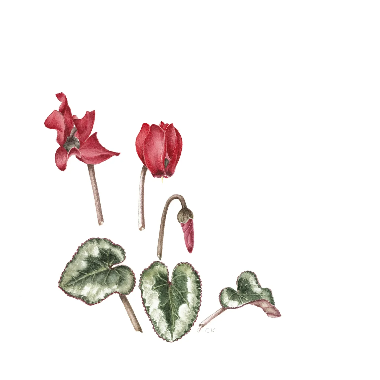 Red Cyclamen