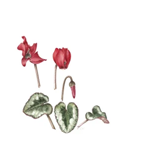 watercolour painting of red cyclamen