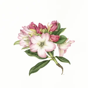 watercolour painting of Rhododendron Dreamland