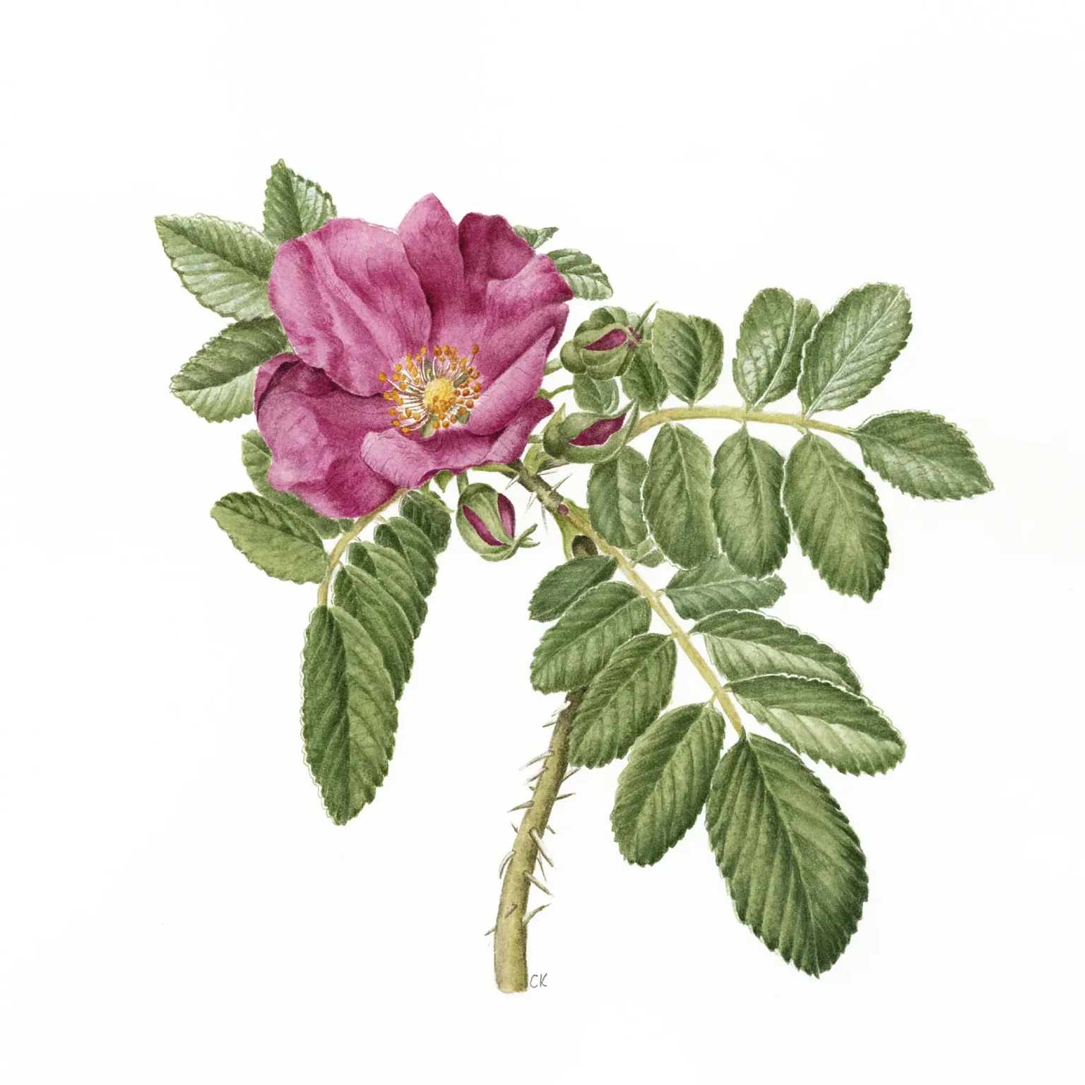 Rosa rugosa