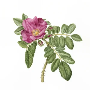 watercolour painting of Rosa rugosa
