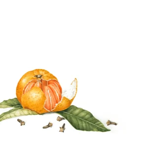 watercolour painting of Satsuma and cloves