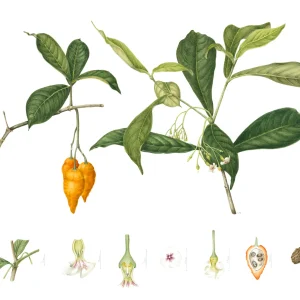 watercolour painting of Tabernenthe iboga